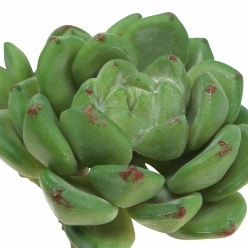 Artikel Sukkulent Echeveria kunstig Grøn H15cm