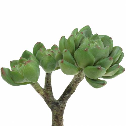 Floristik24 Sukkulent Echeveria kunstig Grøn H15cm