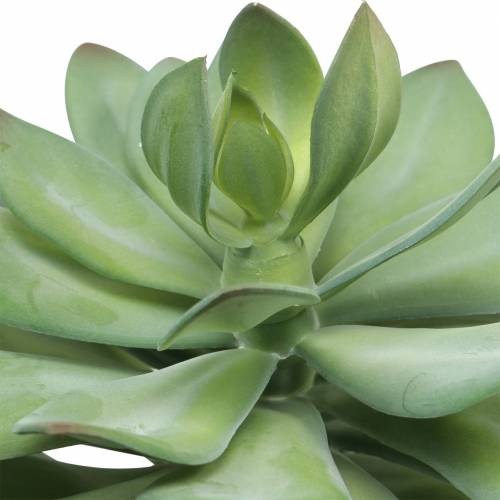 Floristik24 Dekorativ saftig plante kunstig grøn Ø30cm H27cm
