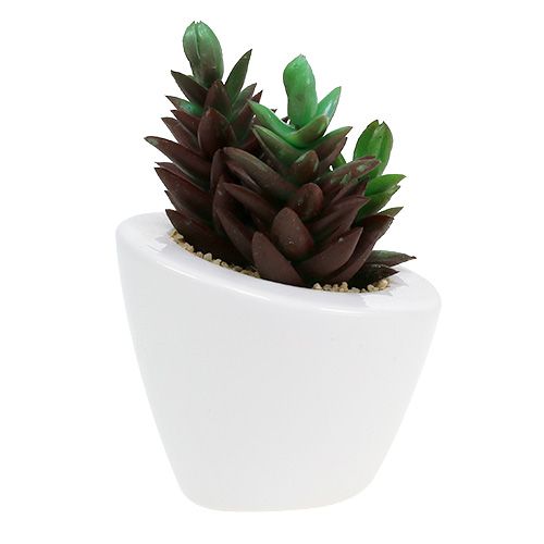 Floristik24 Sukkulent blanding i en gryde 9cm - 11cm 3stk