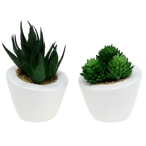 Floristik24 Sukkulent blanding i en gryde 9cm - 11cm 3stk