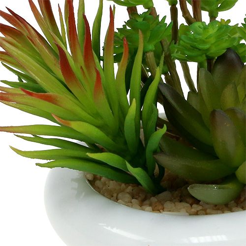 Floristik24 Sukkulenter i potte Ø12cm H11cm 1stk