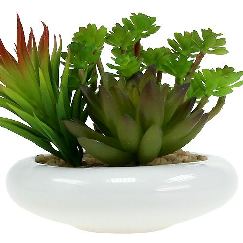 Floristik24 Sukkulenter i potte Ø12cm H11cm 1stk