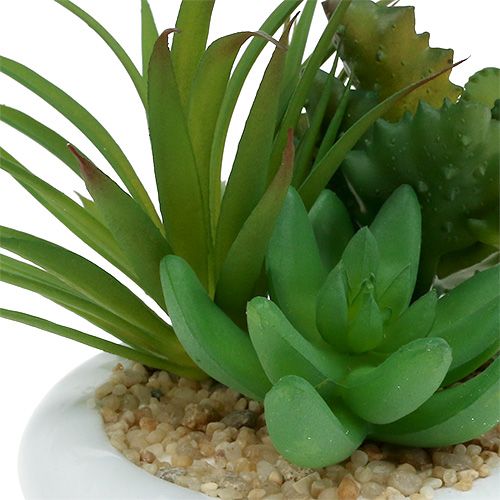 Floristik24 Sukkulenter i keramisk gryde Ø12cm