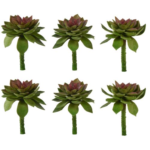 Sukkulent Sten Rose 6cm Grøn 6 Stk