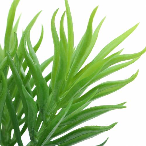 Floristik24 Sukkulent Senecio Ragwort Grøn 20cm