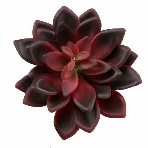 Sukkulent Houseleek Bourgogne 12cm