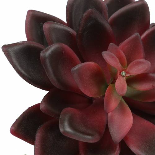Floristik24 Sukkulent Houseleek Bourgogne 12cm