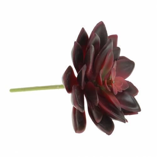 Floristik24 Sukkulent Houseleek Bourgogne 12cm