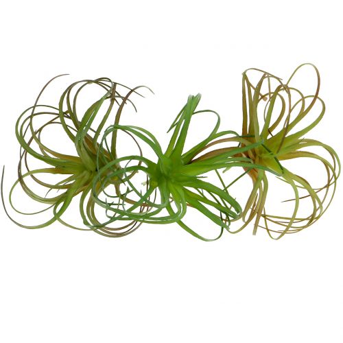 Floristik24 Tillandsia assorteret 8cm 3stk