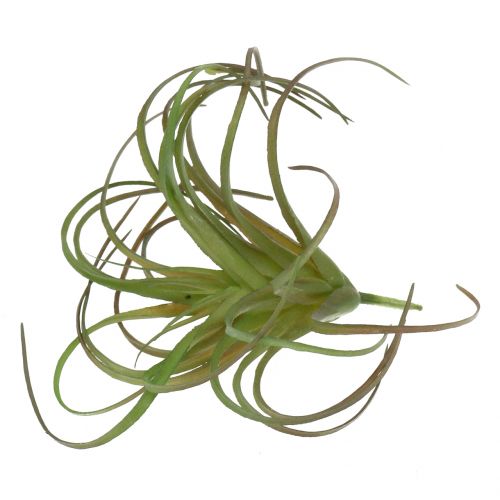 Floristik24 Tillandsia assorteret 8cm 3stk