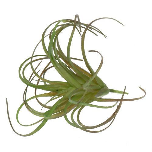 Artikel Tillandsia assorteret 8cm 3stk