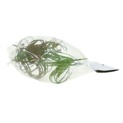 Floristik24 Tillandsia assorteret 8cm 3stk
