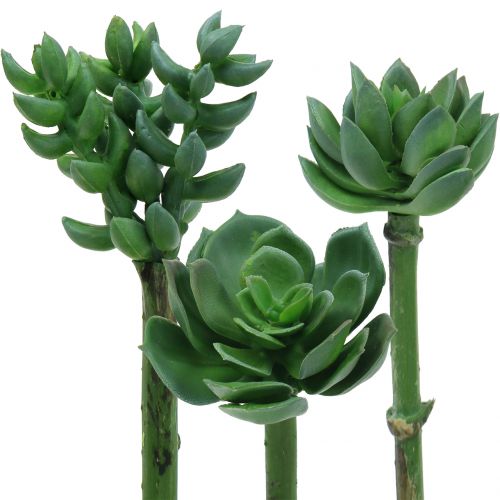 Floristik24 Sukkulenter sorteret 11cm 3stk