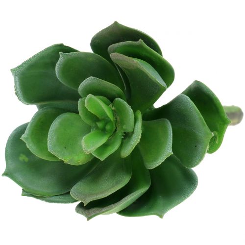 Floristik24 Sukkulenter sorteret 11cm 3stk