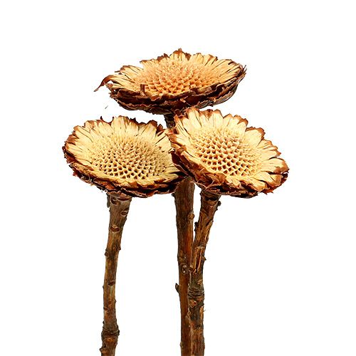 Susannae Rosette Light 50 stk