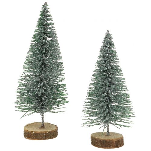 Floristik24 Gransølv 8cm 24 stk