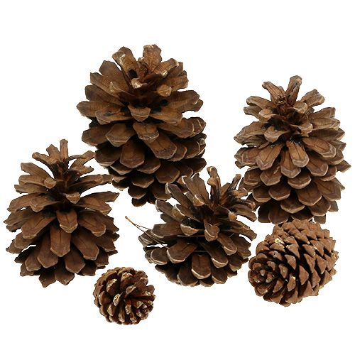 Floristik24 Kogleblanding stor 14kg