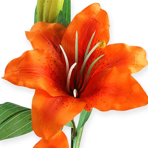 Floristik24 Tigerlilje orange 47cm
