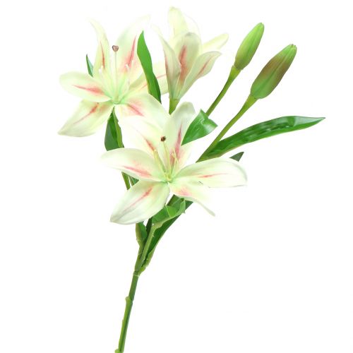 Tiger Lily Creme 60cm