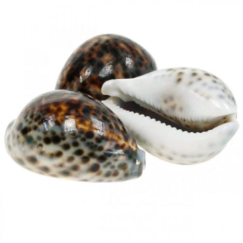 Floristik24 Cypraea tigris tiger snegl naturlig 7cm - 8cm 11stk