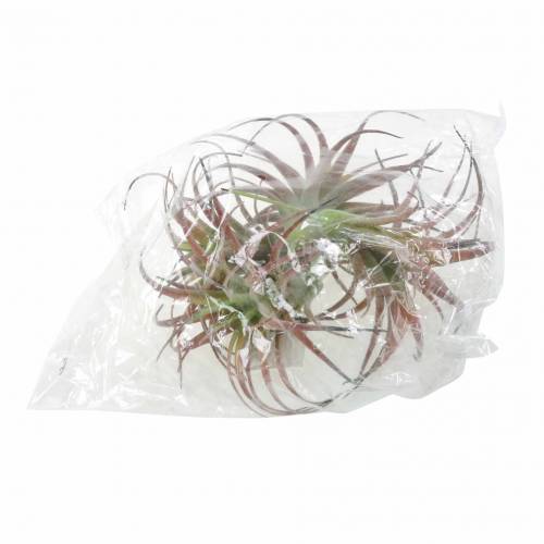 Floristik24 Tillandsia grøn-rød flokket 15cm 4stk
