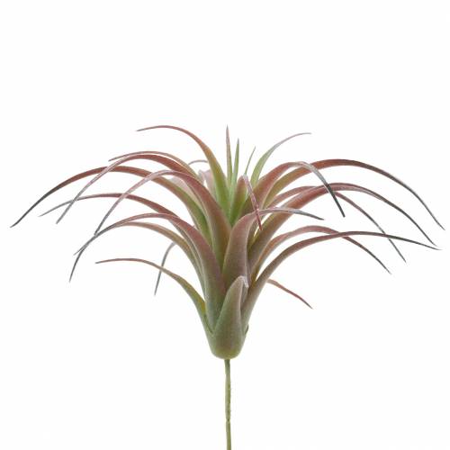 Floristik24 Tillandsia grøn-rød flokket 15cm 4stk