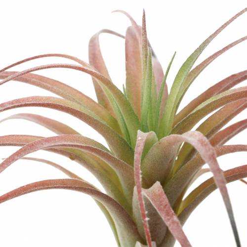 Floristik24 Tillandsia grøn-rød flokket 15cm 4stk