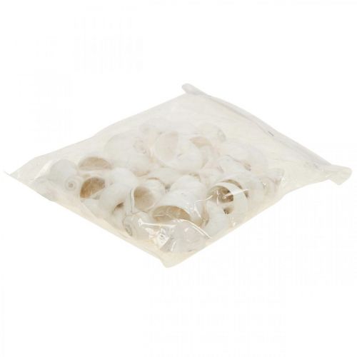 Floristik24 Borddekoration maritim, tomme sneglehuse hvide 3-4,5cm 500g
