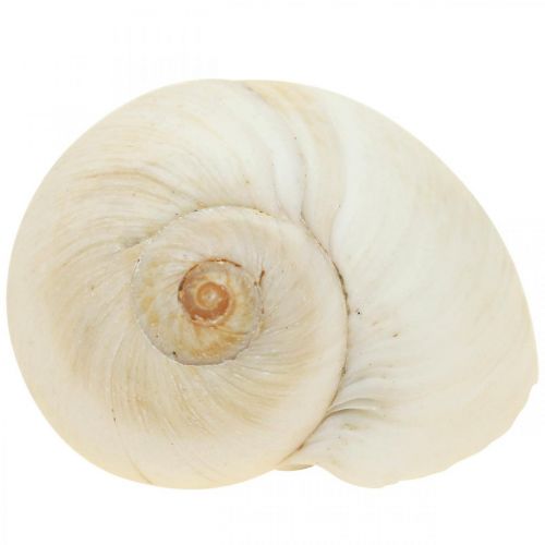 Floristik24 Borddekoration maritim, tomme sneglehuse hvide 4-5cm blanding 500g