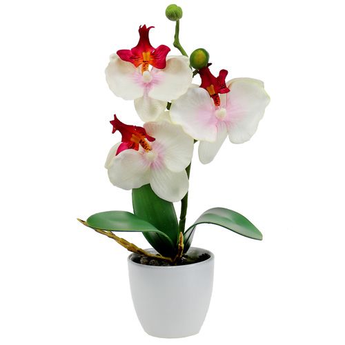 Floristik24 Borddekoration orkidé i flødepotte H29cm