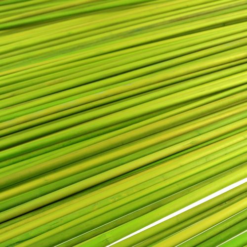 Artikel Tonkin dekorative pinde 70cm lysegrøn 150 stk