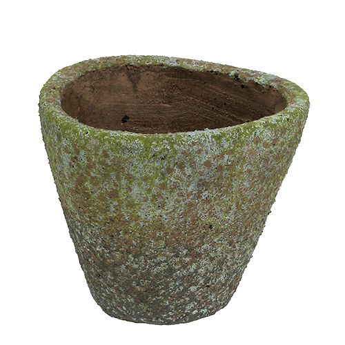 Floristik24 Potegrå moset Ø16cm H13.5cm 1p