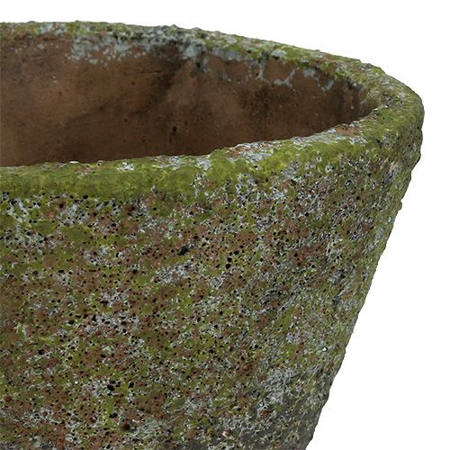Floristik24 Gryde til plantning Ø12cm H11cm 2stk