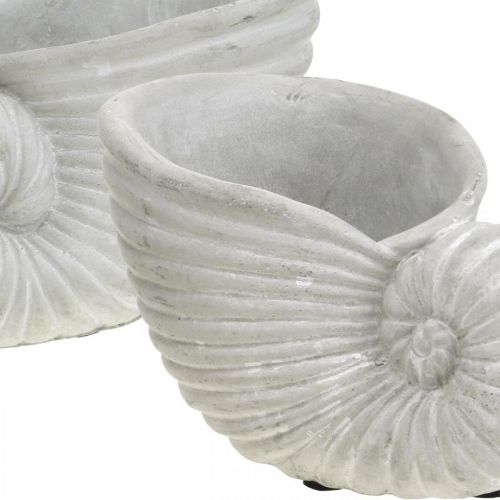 Floristik24 Skaller til plantning, maritim dekoration, plantekrukke Nautilus beton L15cm H9,5cm 2stk.
