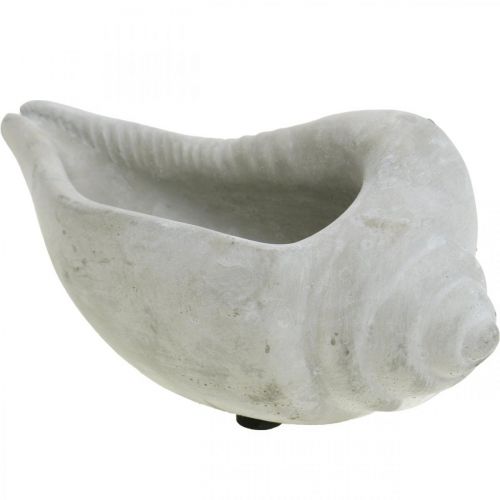 Floristik24 Skalplantepotte, planteskål snegleskal, maritim betondekoration L17cm H7,5cm 3 stk.