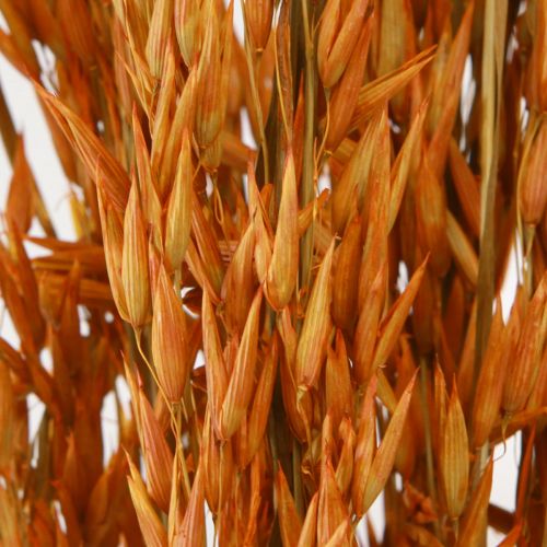 Artikel Dry Deco Oat Deco i Orange L64cm 70-75g 2stk