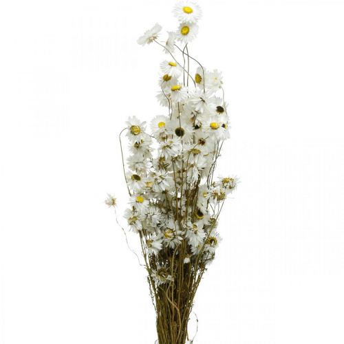 Artikel Tørrede blomster Acroclinium Hvide blomster tørblomstret 60g
