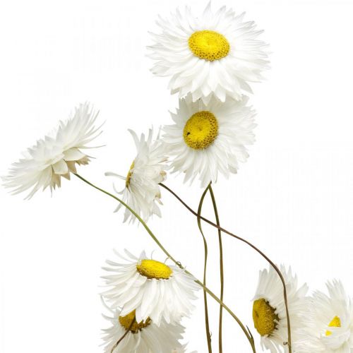 Artikel Tørrede blomster Acroclinium Hvide blomster tørblomstret 60g