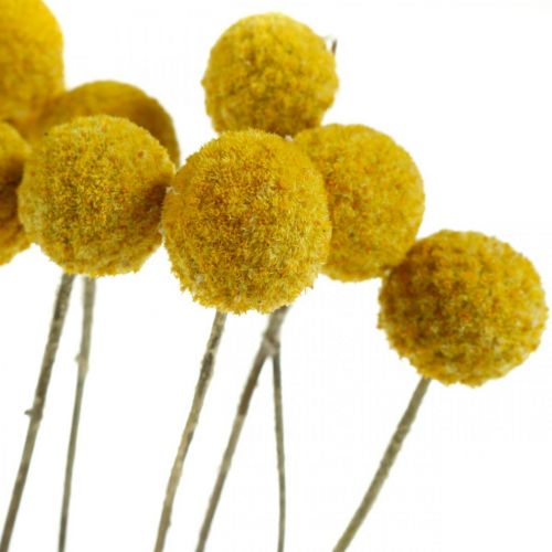 Artikel Craspedia Tørrede Blomster Trommestikker Gul 70cm 10 stk