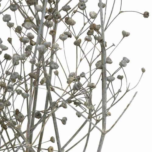 Artikel Tørrede blomst Massasa hvide dekorative grene 50-55 cm bundt af 6 stykker