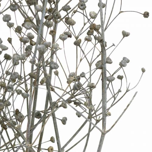 Artikel Tørrede blomst Massasa hvide dekorative grene 50-55cm bundt af 6 stk