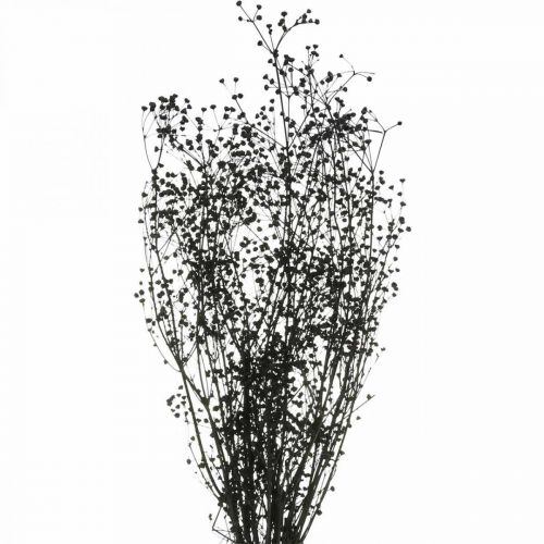 Floristik24 Tørret Blomst Massasa Sort Naturlig Dekoration 50-55cm Bunt med 10 stk.