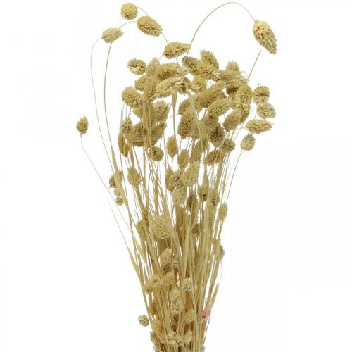 Artikel Tørret blomst Phalaris, dekorativt græsbundt, tør floristics, boho natur, bleget L55cm 100g