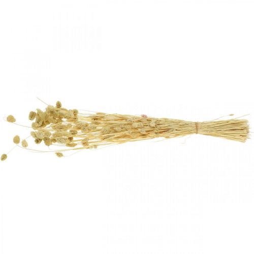 Floristik24 Tørret blomst Phalaris, dekorativt græsbundt, tør floristics, boho natur, bleget L55cm 100g