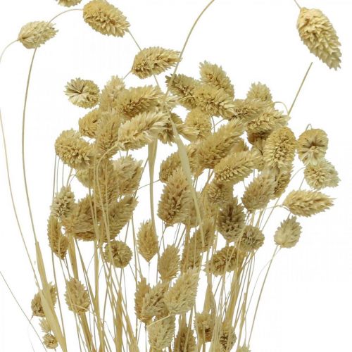 Artikel Tørret blomst Phalaris, dekorativt græsbundt, tør floristics, boho natur, bleget L55cm 100g