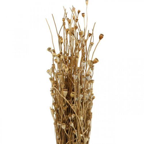 Floristik24 Tørrede blomster valmuefrø kapsler natur tørret vild tørret pynt bundt 100g