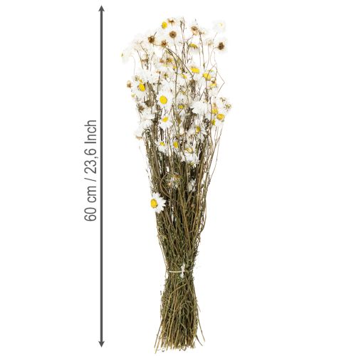 Artikel Tørrede Acroclinium-blomster, hvide blomster, tørret blomsterarrangement, 60 cm, 80 g