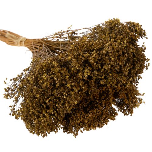 Artikel Tørrede blomster Broom Bloom Olivengrøn 160g 48cm