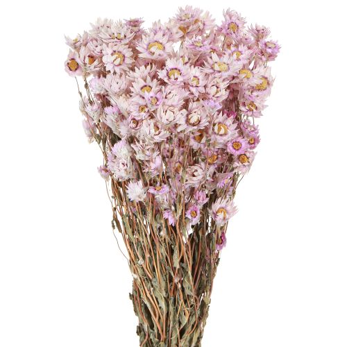 Floristik24 Tørrede blomster bundt tør dekoration Kamille Pink 65cm 50g